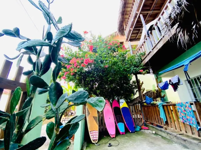Surfboards lined up in the Mango House garden