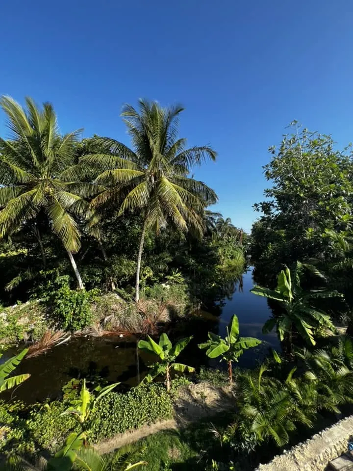 Palms and the green lagoon near Mango House